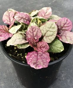 Roots Plants Ajuga 'Burgundy Glow' 10 Roots Plants Ajuga 'Burgundy Glow'