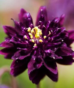 Roots Plants Aquilegia 'Black Barlow'