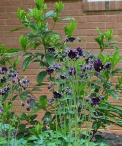 Roots Plants Aquilegia 'Black Barlow' 10 Roots Plants Aquilegia 'Black Barlow'