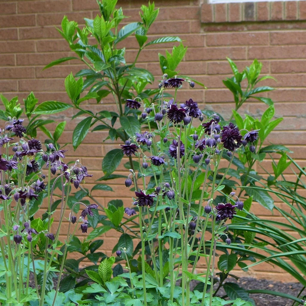 Roots Plants Aquilegia 'Black Barlow' 5 Roots Plants Aquilegia 'Black Barlow'