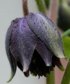 Roots Plants Aquilegia 'Black Barlow' 11 Roots Plants Aquilegia 'Black Barlow'