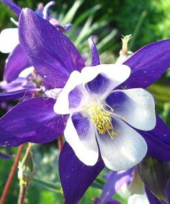 Roots Plants Perennials Aquilegia 'Earlybird Purple White'