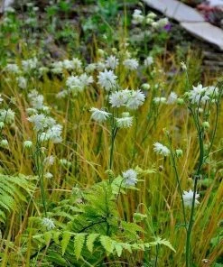 Roots Plants Perennials Aquilegia 'Green Apples'