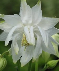 Roots Plants Perennials Aquilegia 'Green Apples'