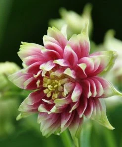 Roots Plants Aquilegia 'Nora Barlow' Perennials