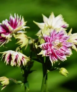 Roots Plants Aquilegia 'Nora Barlow' Perennials