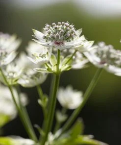 Roots Plants Perennials Astrantia 'Star Of Billion'