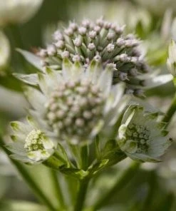 Roots Plants Perennials Astrantia 'Star Of Billion'