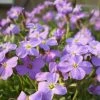 Roots Plants Perennials Aubrieta 'Glacier Blue'