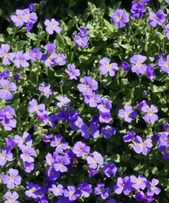 Roots Plants Perennials Aubrieta 'Glacier Blue'