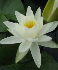 Roots Plants White Water Lily | Nymphaea Alba