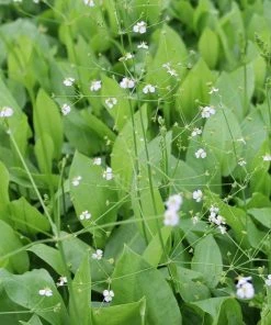 Roots Plants Water Plantain | Alisma Plantago Aquaticum