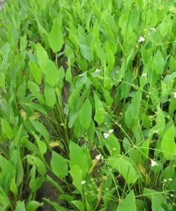 Roots Plants Water Plantain | Alisma Plantago Aquaticum 8 Roots Plants Water Plantain | Alisma Plantago Aquaticum