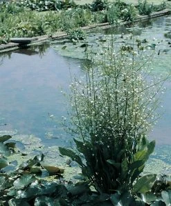Roots Plants All Pond Plants Best Pond Plants For Any Size Pond | All In One | Oxygenating & Wildlife | Flowers & Structure 25 Roots Plants All Pond Plants Best Pond Plants For Any Size Pond | All In One | Oxygenating & Wildlife | Flowers & Structure