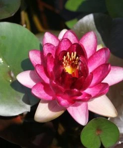 Roots Plants Sales Shop 21 Roots Plants 'Almost Black' Water Lily