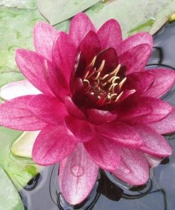 Roots Plants 'Almost Black' Water Lily