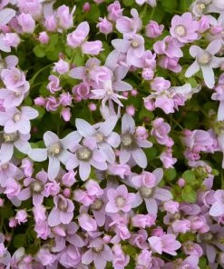 Roots Plants Bog Pimpernel | Anagallis Tenella