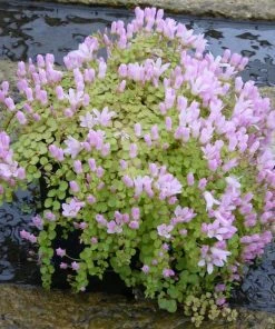 Roots Plants Bog Pimpernel | Anagallis Tenella