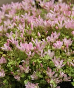 Roots Plants Bog Pimpernel | Anagallis Tenella