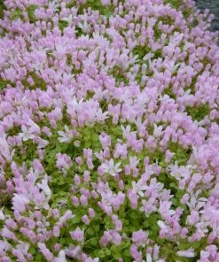 Roots Plants Bog Pimpernel | Anagallis Tenella