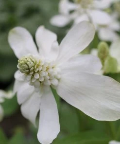 Roots Plants Apache Beads | Anemopsis Californicum All Pond Plants