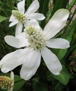 Roots Plants Apache Beads | Anemopsis Californicum All Pond Plants