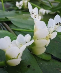 Roots Plants Miniature Pond Collection | 6 X 1L Pots All Pond Plants