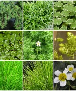 Roots Plants All Pond Plants Best Oxygenating Pond Plants Collection | Growers Choice