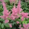 Roots Plants Astilbe Pink All Pond Plants 1 Roots Plants Astilbe Pink All Pond Plants