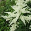 Roots Plants Astilbe White All Pond Plants