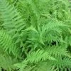 Roots Plants 3 Lady Fern | Athyrium Filix Femina | 9cm Pots