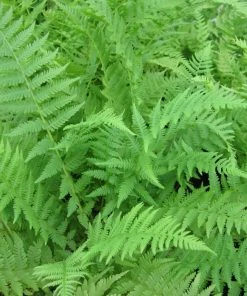 Roots Plants 3 Lady Fern | Athyrium Filix Femina | 9cm Pots