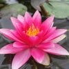 Roots Plants Red Water Lily | Nymphaea 'Attraction'