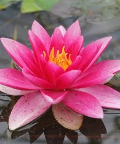 Roots Plants Red Water Lily | Nymphaea 'Attraction'
