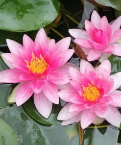 Roots Plants Red Water Lily | Nymphaea 'Attraction'