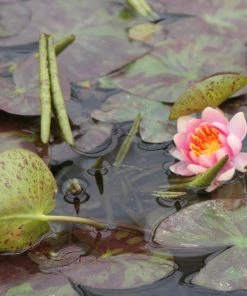 Roots Plants Variable Water Lily | Nymphaea Aurora