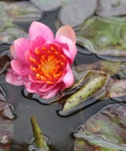 Roots Plants Variable Water Lily | Nymphaea Aurora 8 Roots Plants Variable Water Lily | Nymphaea Aurora
