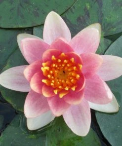 Roots Plants Variable Water Lily | Nymphaea Aurora 9 Roots Plants Variable Water Lily | Nymphaea Aurora