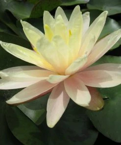 Roots Plants Large Water Lily | Nymphaea Barbara Dobbins