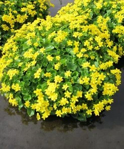 Roots Plants Marsh Marigold