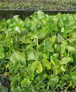 Roots Plants Marsh Marigold