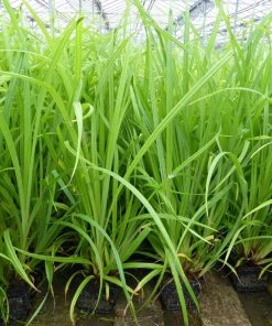 Roots Plants Pendulous Sedge