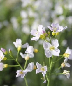 Roots Plants Cuckoo Flower All Pond Plants