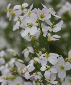 Roots Plants Cuckoo Flower All Pond Plants