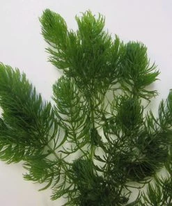 Roots Plants 5 Hornwort Plants| Oxygenating | 9cm Pots All Pond Plants