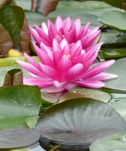 Roots Plants Water Lily 'Charles De Meurville' | Nymphaea