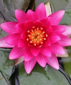 Roots Plants Water Lily 'Charles De Meurville' | Nymphaea 8 Roots Plants Water Lily 'Charles De Meurville' | Nymphaea