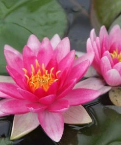 Roots Plants Water Lily 'Charles De Meurville' | Nymphaea 9 Roots Plants Water Lily 'Charles De Meurville' | Nymphaea