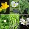 Roots Plants Miniature Pond Collection | 6 X 1L Pots All Pond Plants 1 Roots Plants Miniature Pond Collection | 6 X 1L Pots All Pond Plants