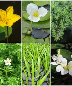 Roots Plants Miniature Pond Collection | 6 X 1L Pots All Pond Plants